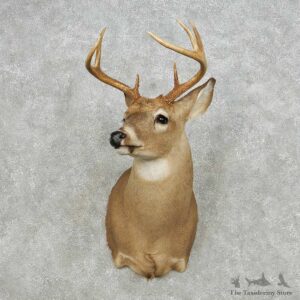 Whitetail Deer Taxidermy Shoulder Mount For Sale #14133 @ The Taxidermy Store