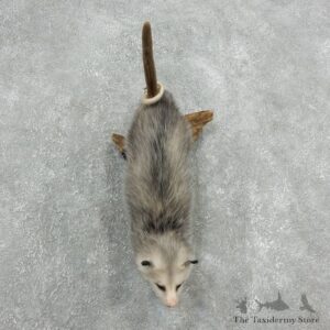 Wall Hanging Opossum Mount For Sale #18109 @ The Taxidermy Store