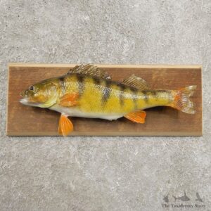 Yellow Perch Fish Mount For Sale #20963 @ The Taxidermy Store