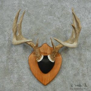 Whitetail Deer Antler Plaque Mount #13596 For Sale @ The Taxidermy Store