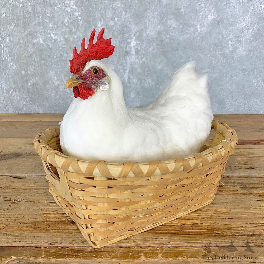 Domestic Chicken Rooster Bird Mount For Sale #23968 @ The Taxidermy Store