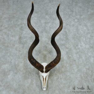 African Kudu Skull & Horn European Mount