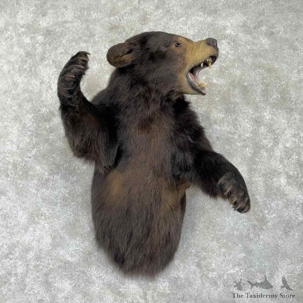 Black Bear Half Life Size Mount For Sale #31762 @ The Taxidermy Store