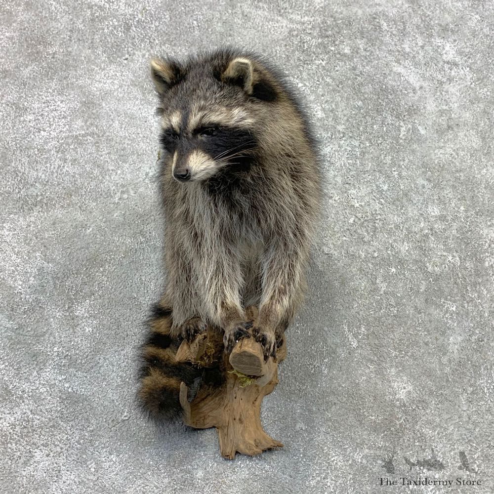 Raccoon Life-Size Mount For Sale #23409 @ The Taxidermy Store