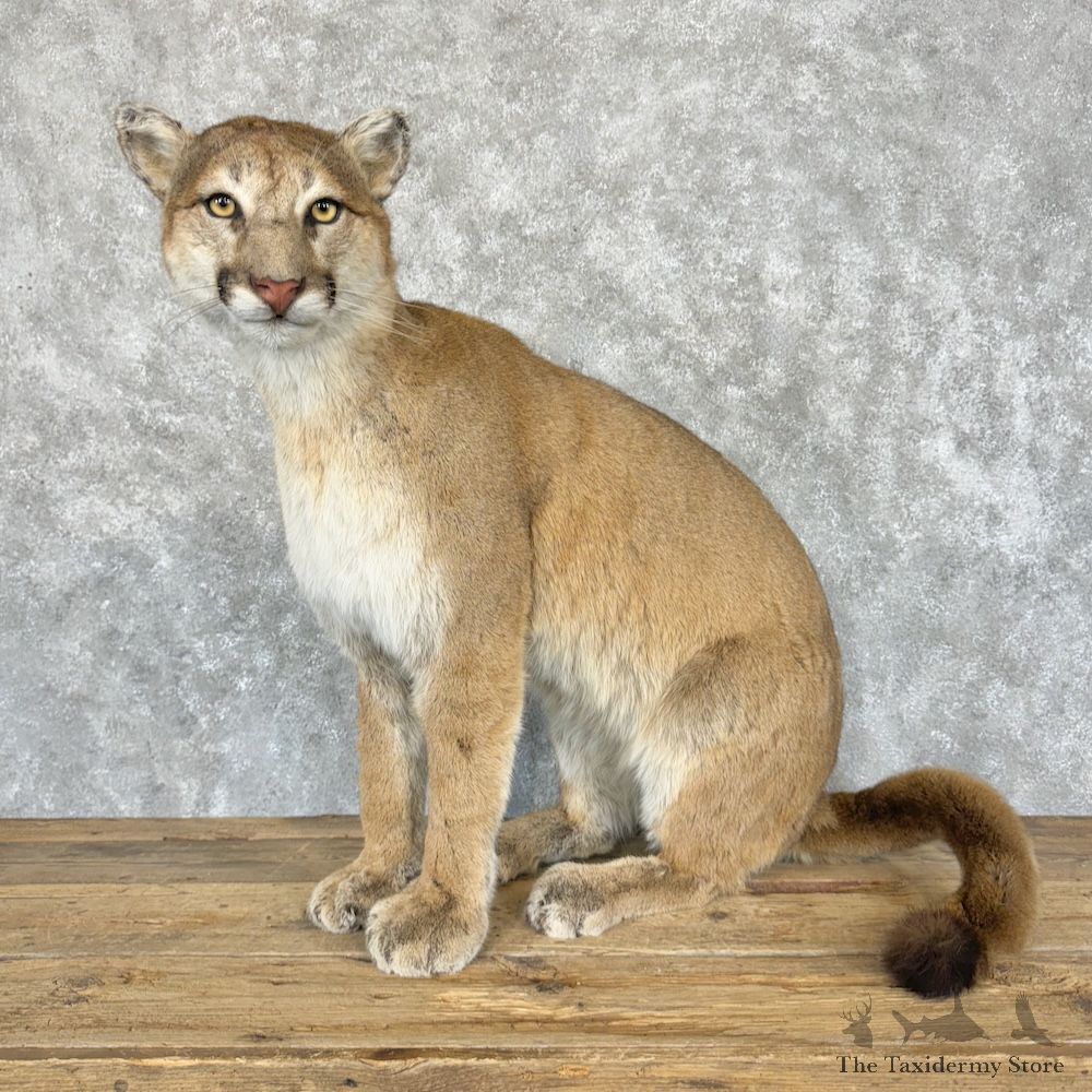 Mountain Lion Cougar Mount For Sale #29258 @ The Taxidermy Store