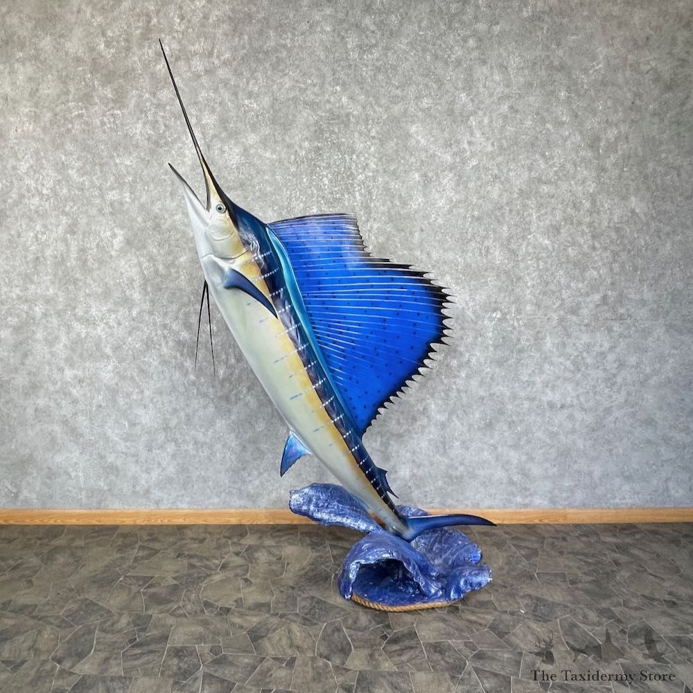 Atlantic Sailfish Mount For Sale #25728 @ The Taxidermy Store