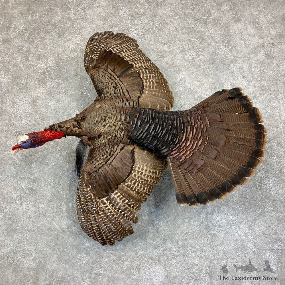 Eastern Turkey Bird Mount For Sale #21778 @ The Taxidermy Store
