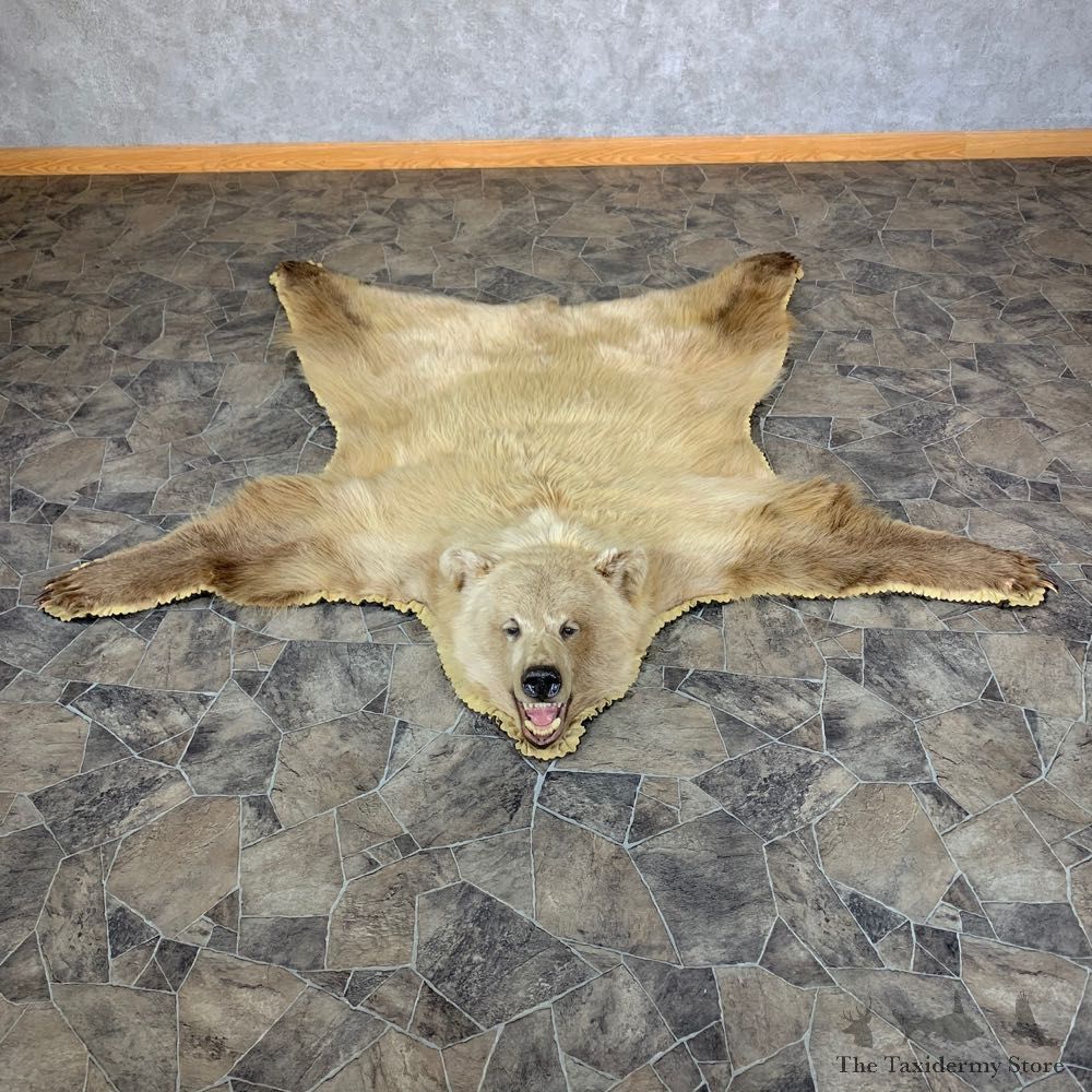 Toklat Grizzly Bear Taxidermy Rug Mount For Sale #23334 @ The Taxidermy Store