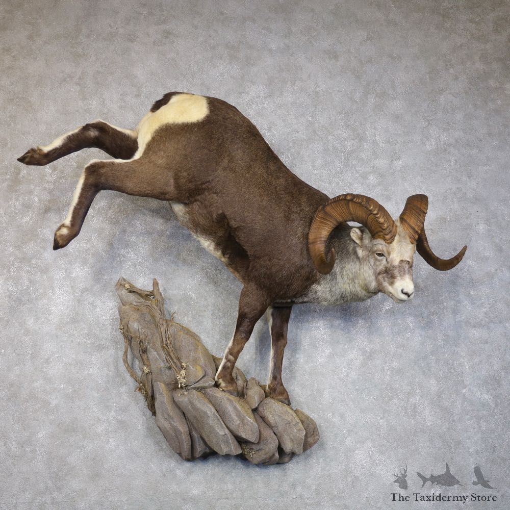 Stone Sheep Life-Size Mount For Sale #22276 @ The Taxidermy Store