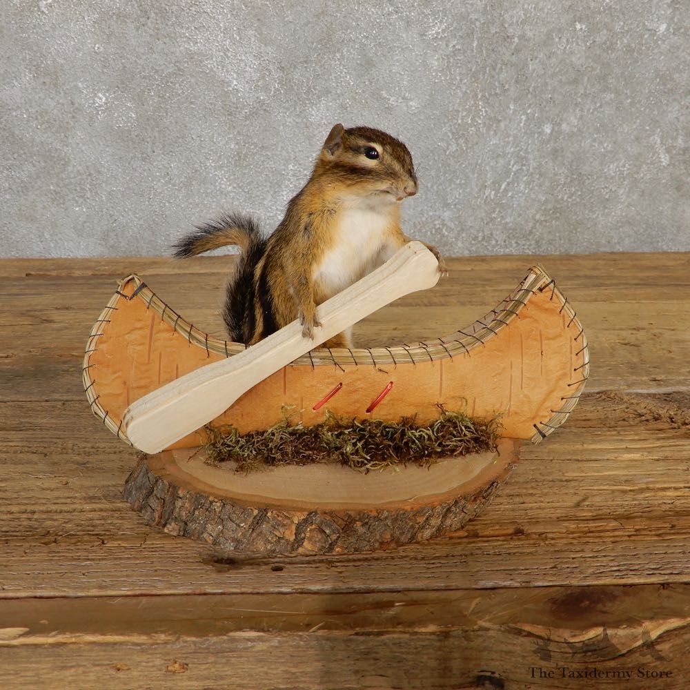Canoe Chipmunk Novelty Mount For Sale #20123 @ The Taxidermy Store