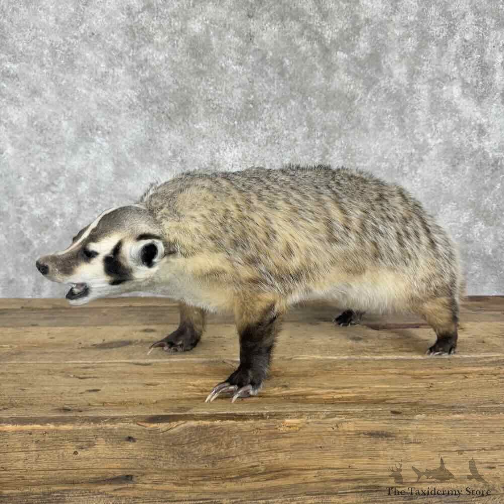 American Badger Life-Size Mount For Sale #30825 @ The Taxidermy Store