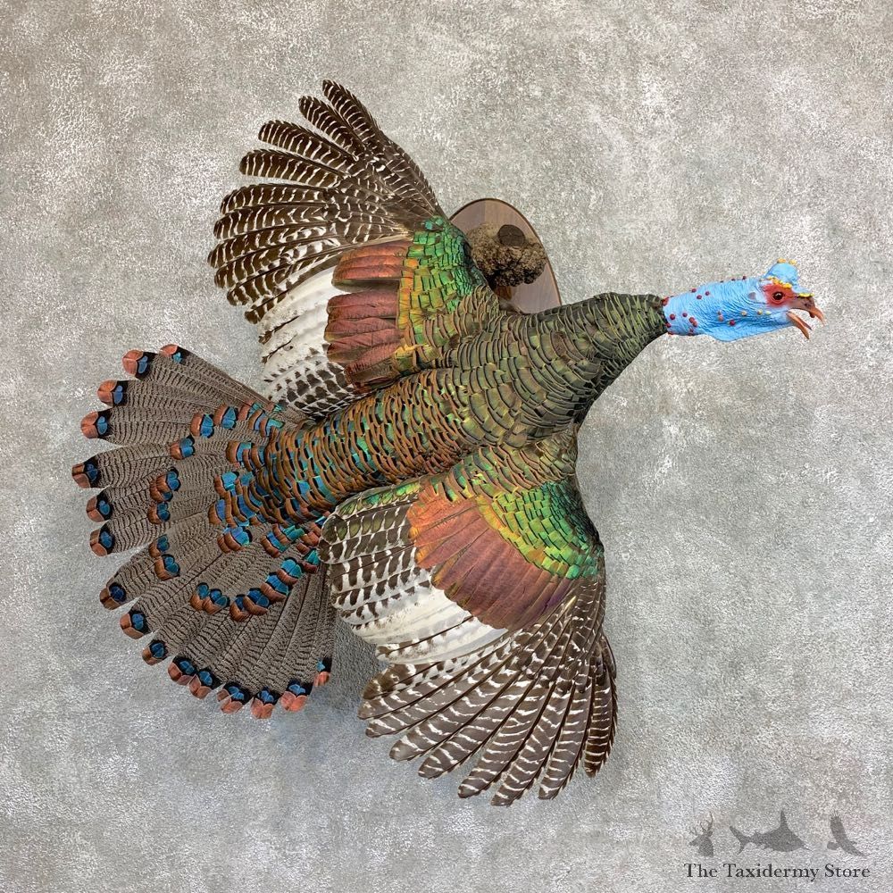 Ocellated Turkey Bird Mount For Sale #22024 @ The Taxidermy Store
