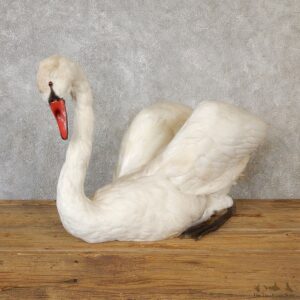 Mute Swan Life Size Taxidermy Mount #19275 For Sale @ The Taxidermy Store