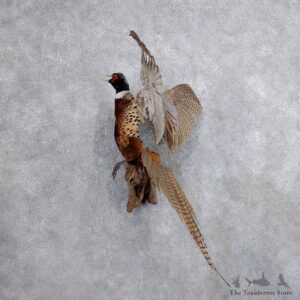 Ringneck Pheasant Bird Mount For Sale #18684 @ The Taxidermy Store