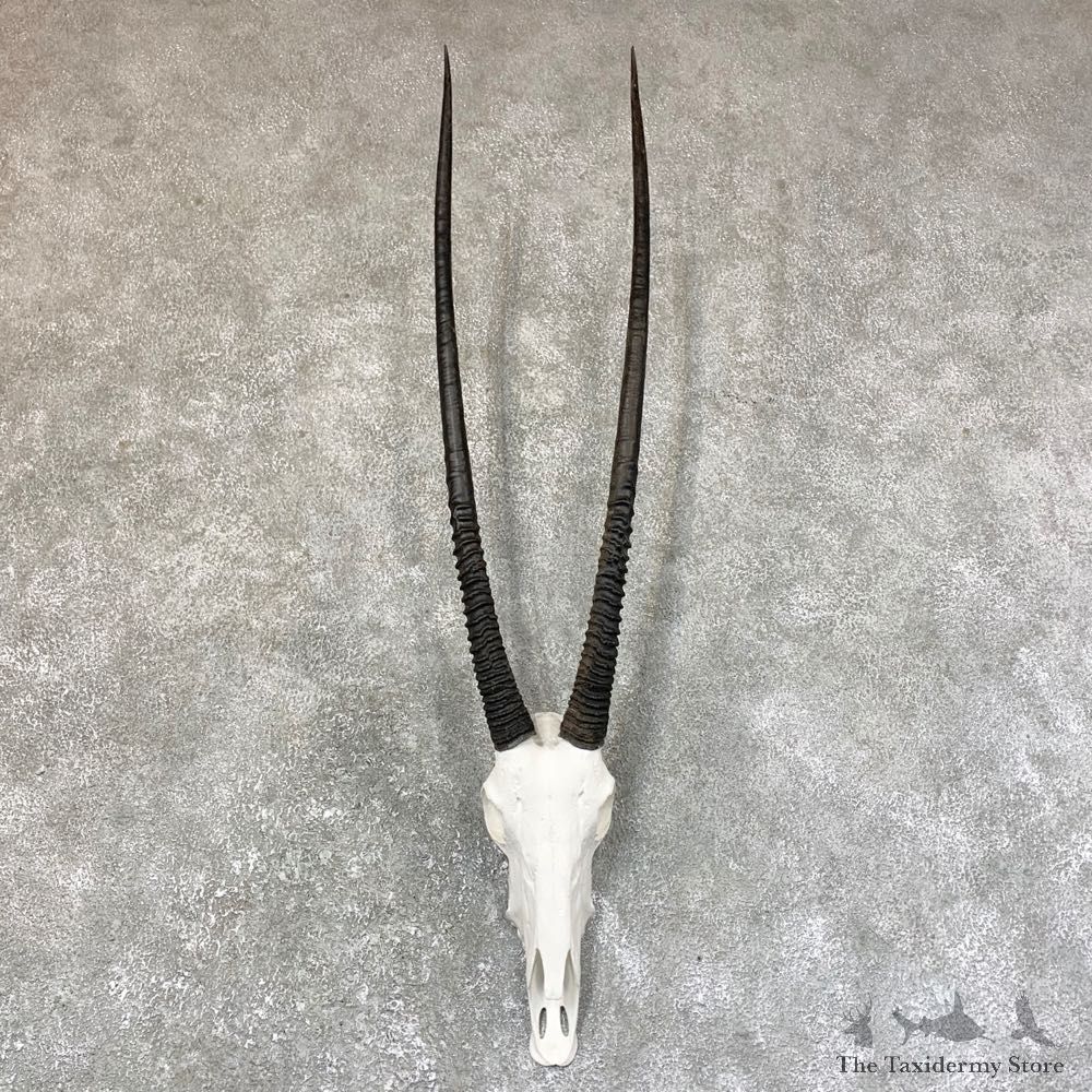 Gemsbok Skull Horns European Mount #23739 For Sale @ The Taxidermy Store