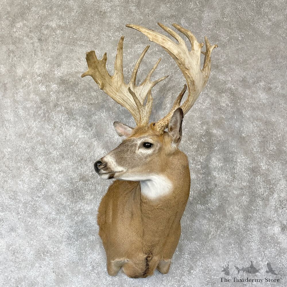 Whitetail Deer Shoulder Mount For Sale #28144 @ The Taxidermy Store