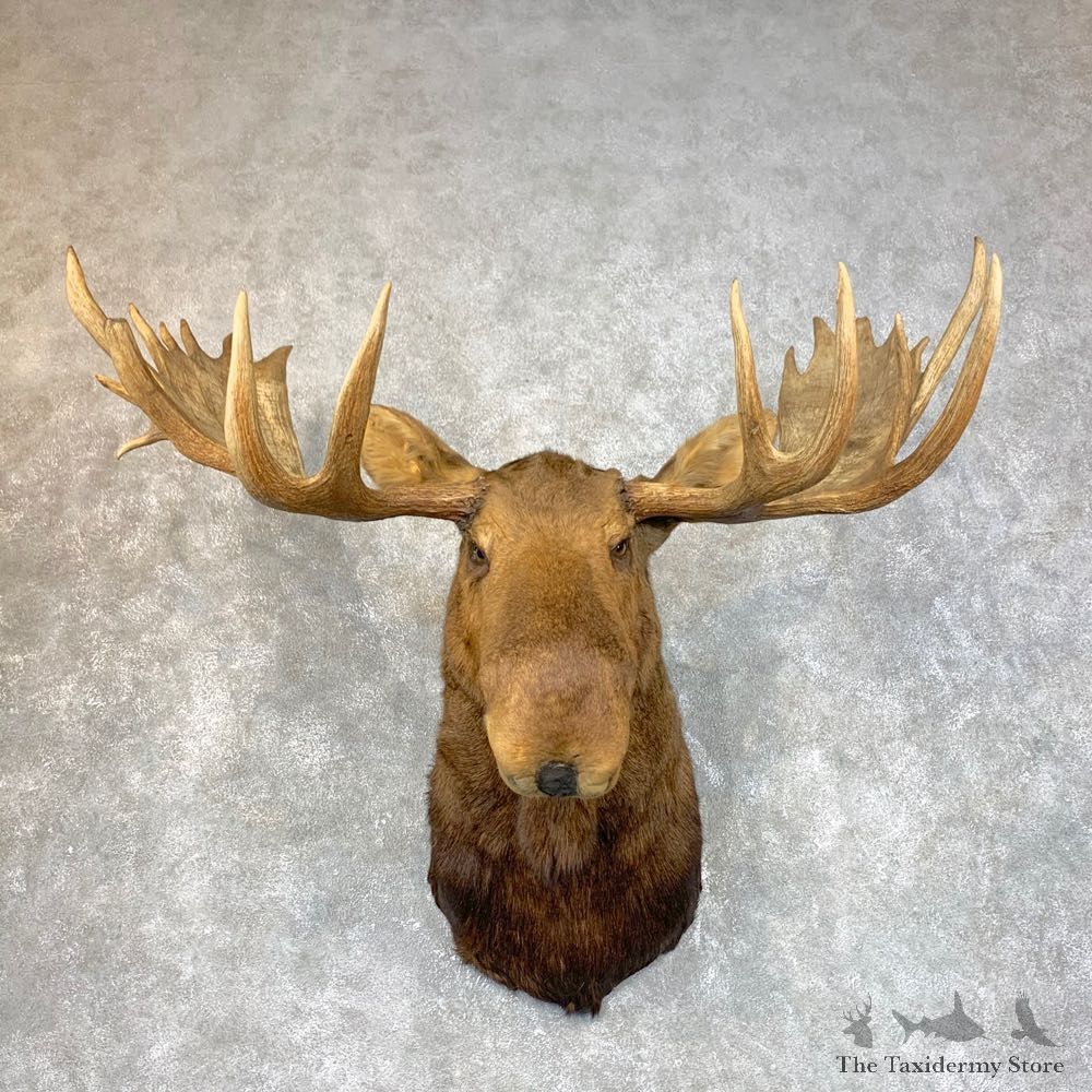 Canadian Moose Shoulder Mount For Sale #23957 @ The Taxidermy Store