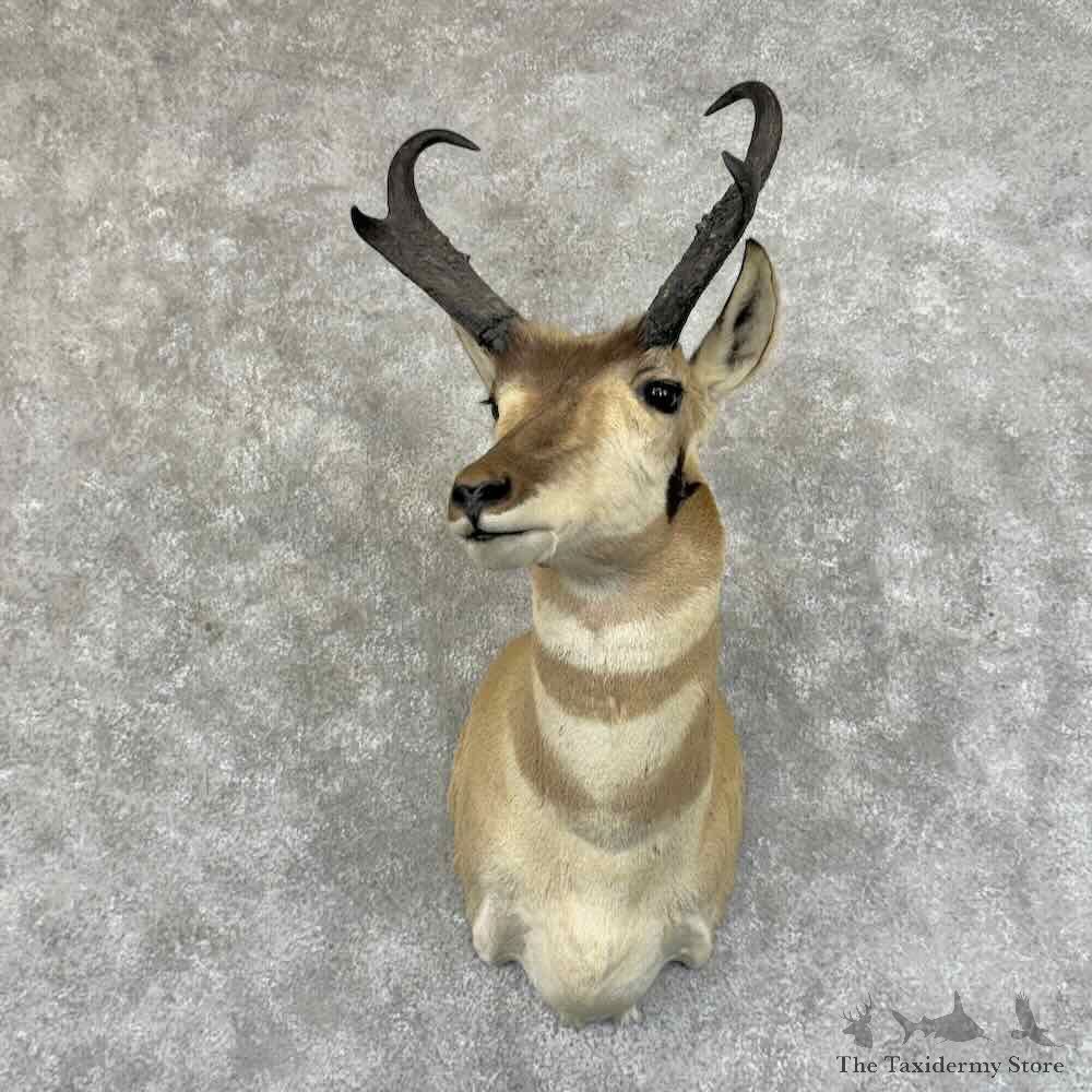 Pronghorn Antelope Shoulder Mount For Sale #31459 @ The Taxidermy Store