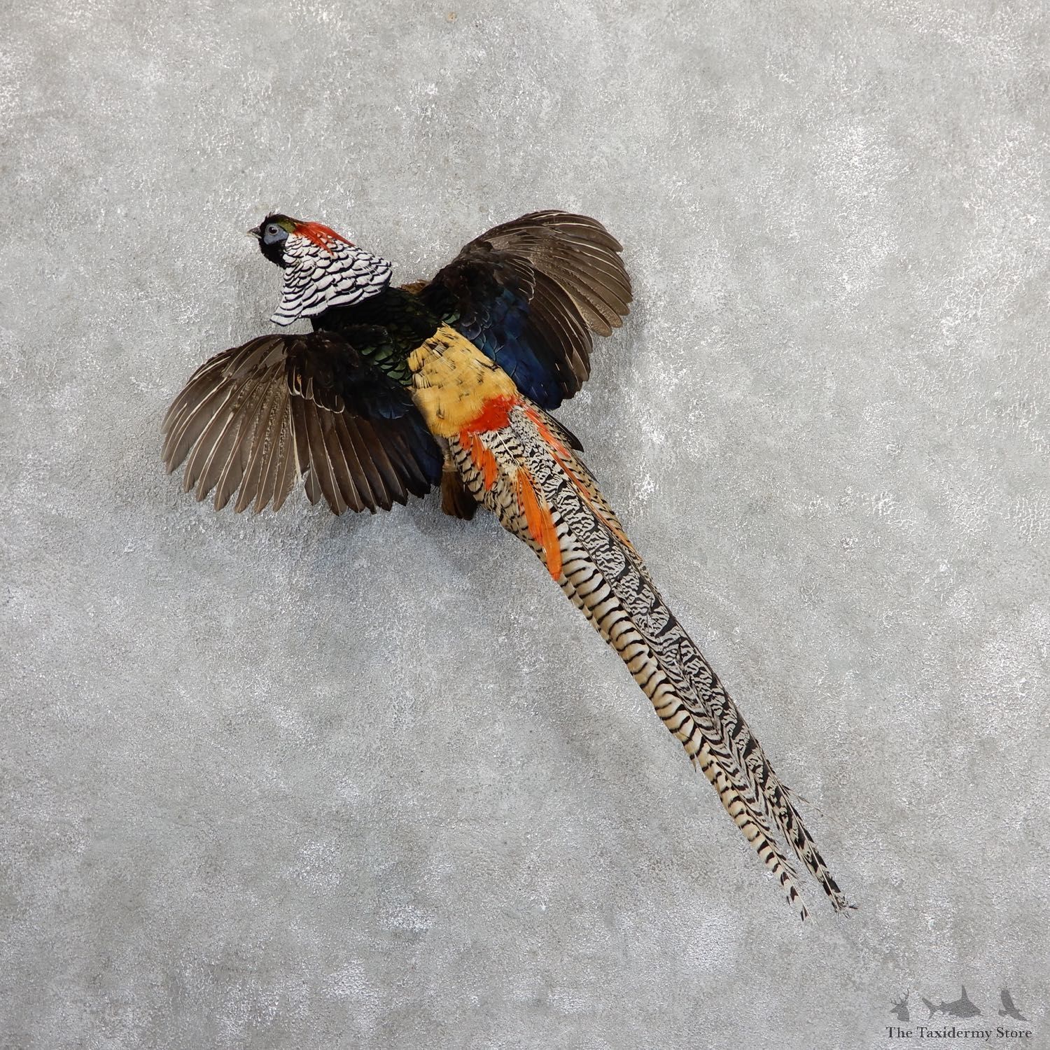 Flying Lady Amherst Pheasant Taxidermy #19646 For Sale @ The Taxidermy Store