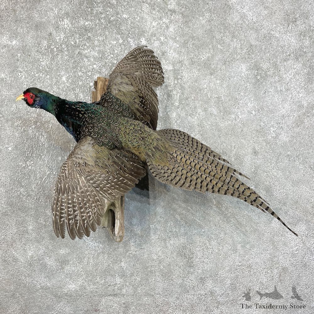 Green Pheasant Taxidermy Mount #25750 For Sale @ The Taxidermy Store