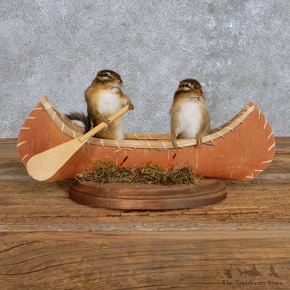 Novelty Canoe Chipmunk Mount For Sale #14189 @ The Taxidermy Store