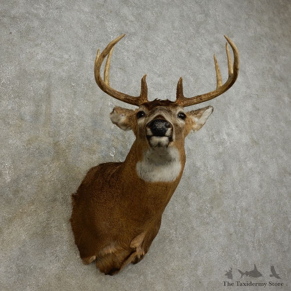 Whitetail Deer Shoulder Mount For Sale #15878 @ The Taxidermy Store