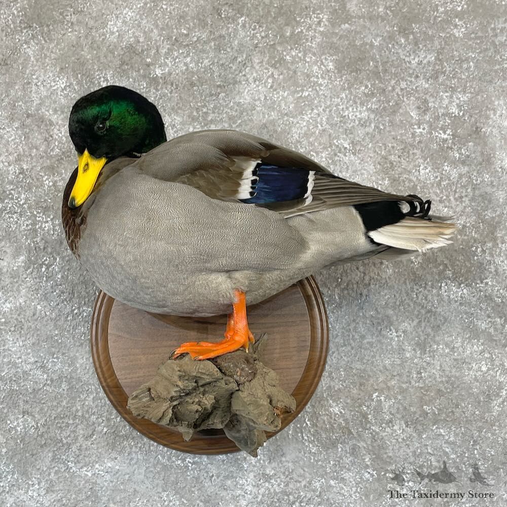 Mallard Duck Drake Bird Mount For Sale #28125 - The Taxidermy Store