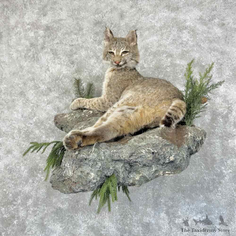 Bobcat Life-Size Mount For Sale #31313 @ The Taxidermy Store