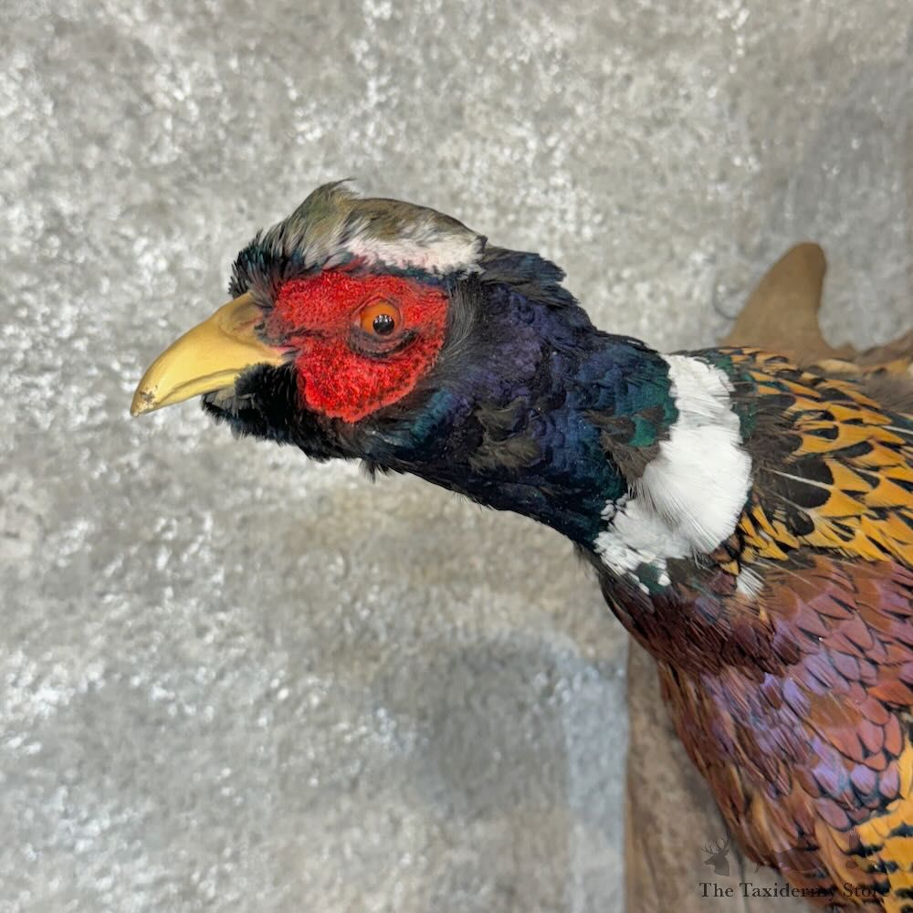 Ringneck Pheasant Bird Mount For Sale #29147 @ The Taxidermy Store