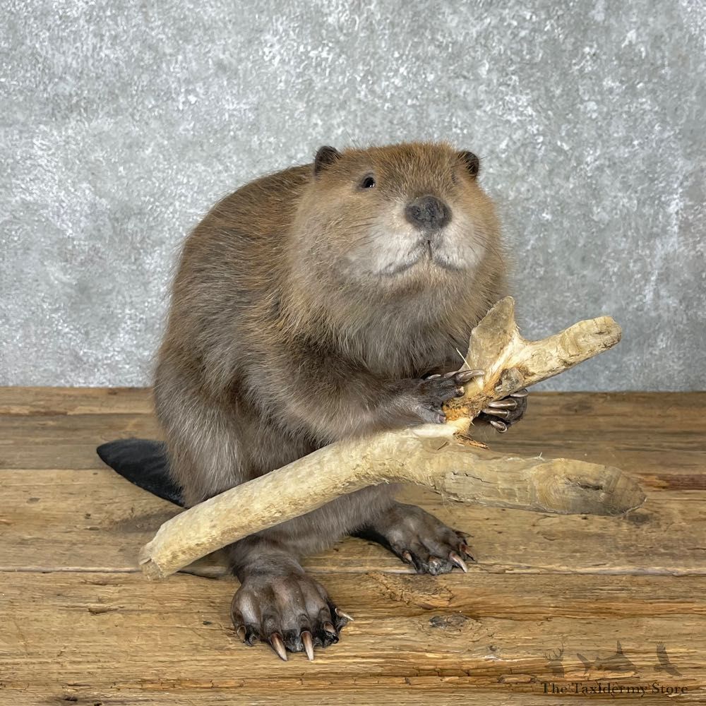 North American Beaver Mount For Sale #24069 @ The Taxidermy Store
