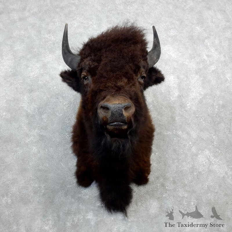 American Buffalo Shoulder Taxidermy Mount For Sale #18291 @ The Taxidermy Store