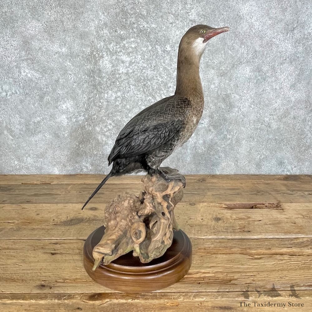 Juvenile Cormorant Bird Mount For Sale #27961 @ The Taxidermy Store
