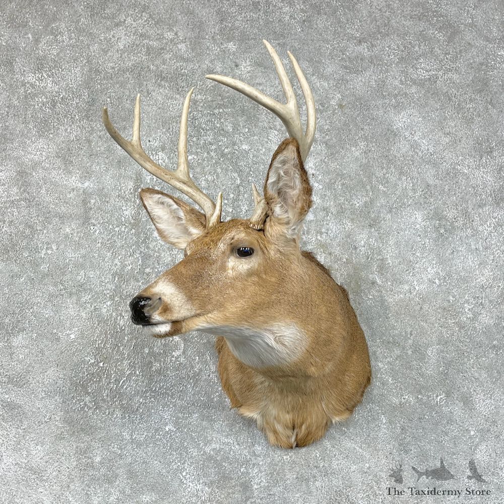 Whitetail Deer Taxidermy Shoulder Mount For Sale #25305 @ The Taxidermy Store