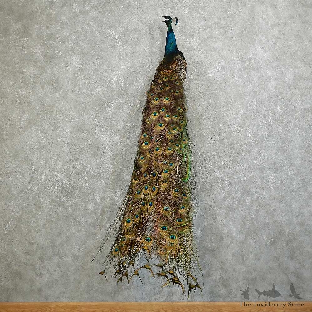 Indian Peacock Bird Mount For Sale #16049 @ The Taxidermy Store