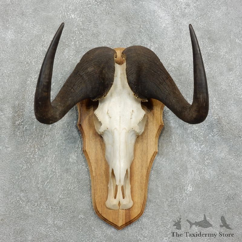 Black Wildebeest Skull European Mount For Sale #18338 @ The Taxidermy Store