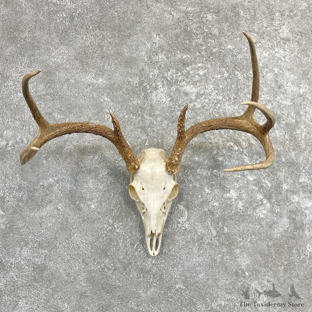 Whitetail Deer Skull European Mount For Sale #27402 @ The Taxidermy Store
