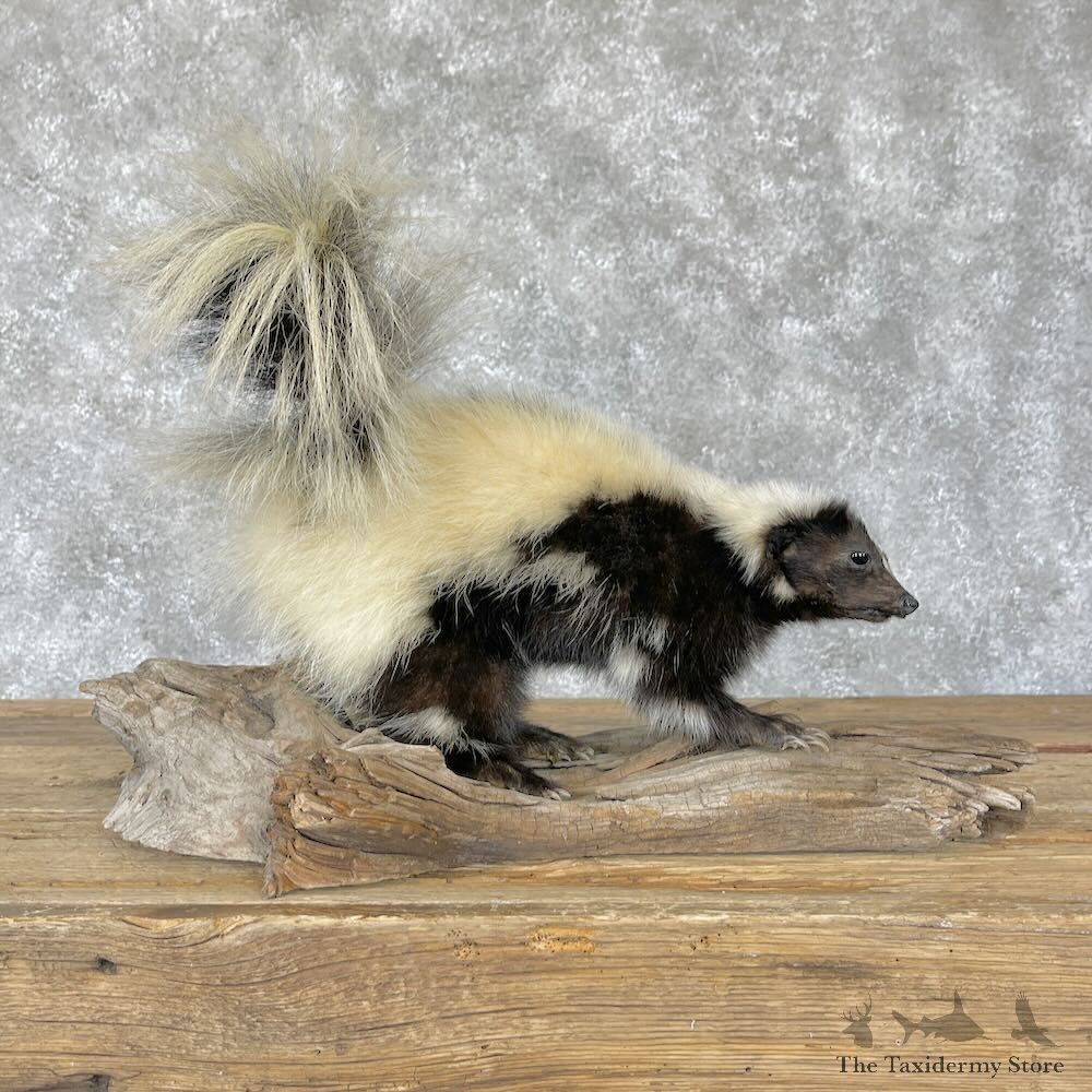 Hooded Skunk Taxidermy Mount For Sale #28229 @ The Taxidermy Store