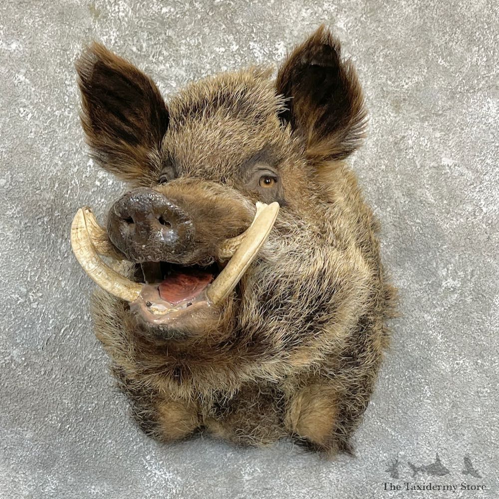 Russian Boar Shoulder Mount For Sale #26331 @ The Taxidermy Store