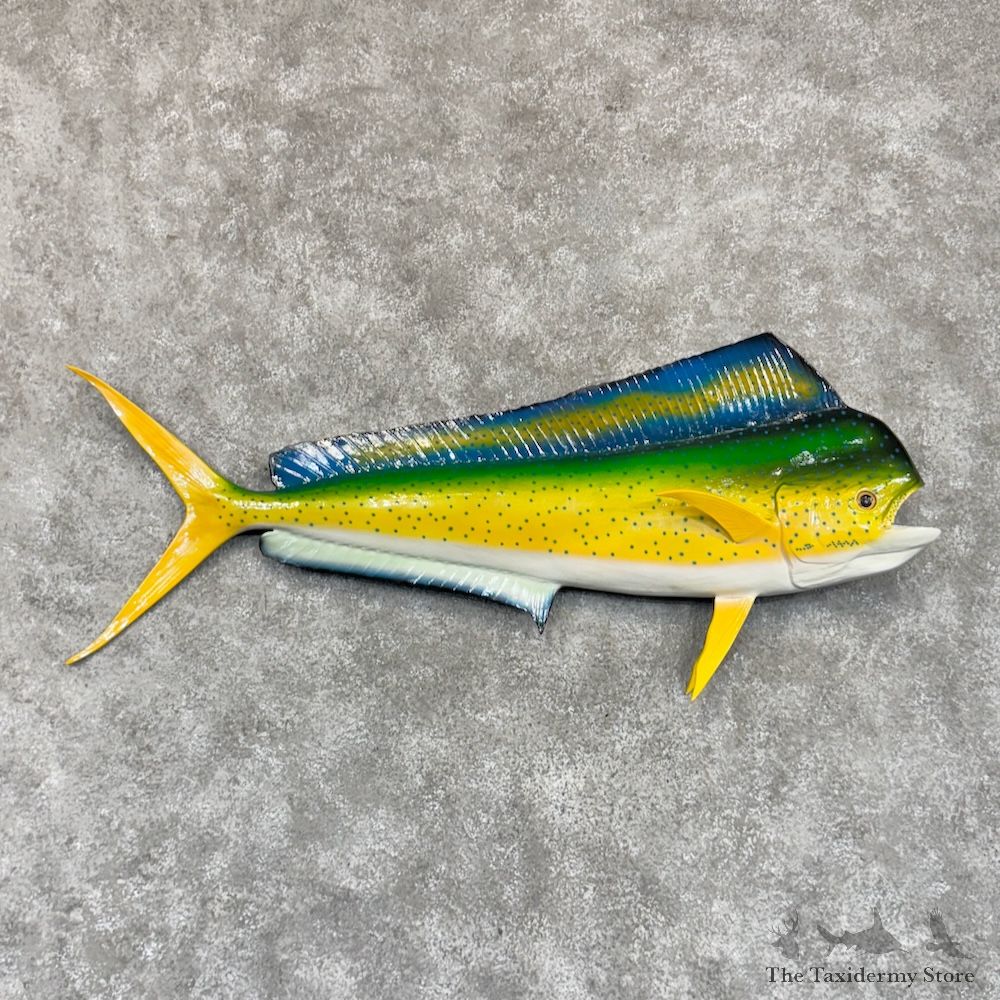 Reproduction Mahi Mahi Fish Mount For Sale #30112 @ The Taxidermy Store