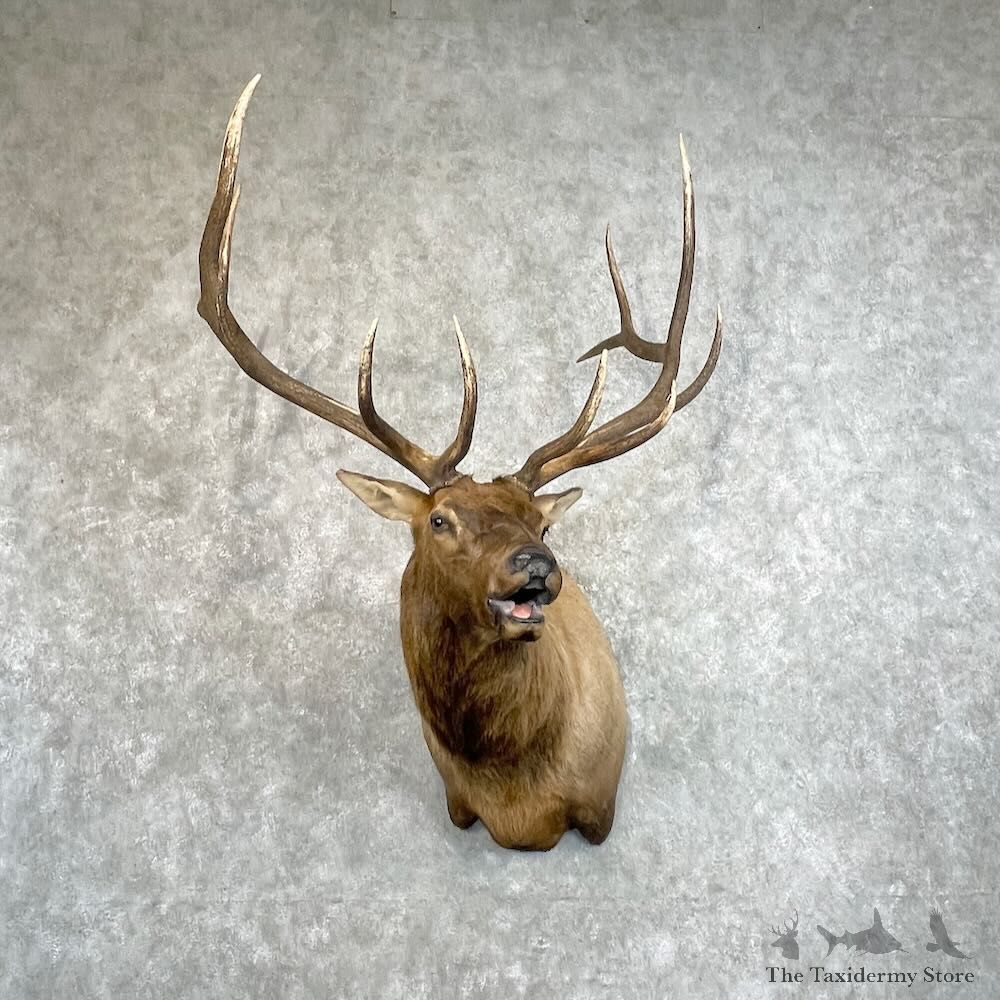 Rocky Mountain Elk Shoulder Mount For Sale #27778 @ The Taxidermy Store