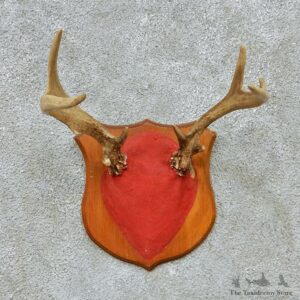 Whitetail Deer Antlers Plaque Taxidermy Mount #13112 For Sale @ The Taxidermy Store