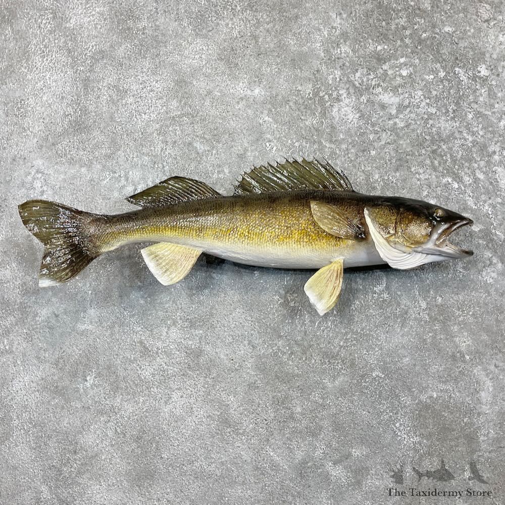 Walleye Taxidermy Mount For Sale #27432 @ The Taxidermy Store