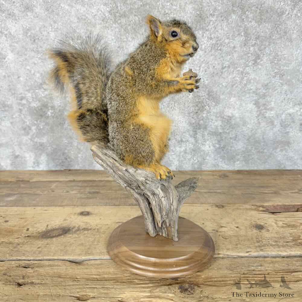 Fox Squirrel Life-Size Mount For Sale #30545 @ The Taxidermy Store