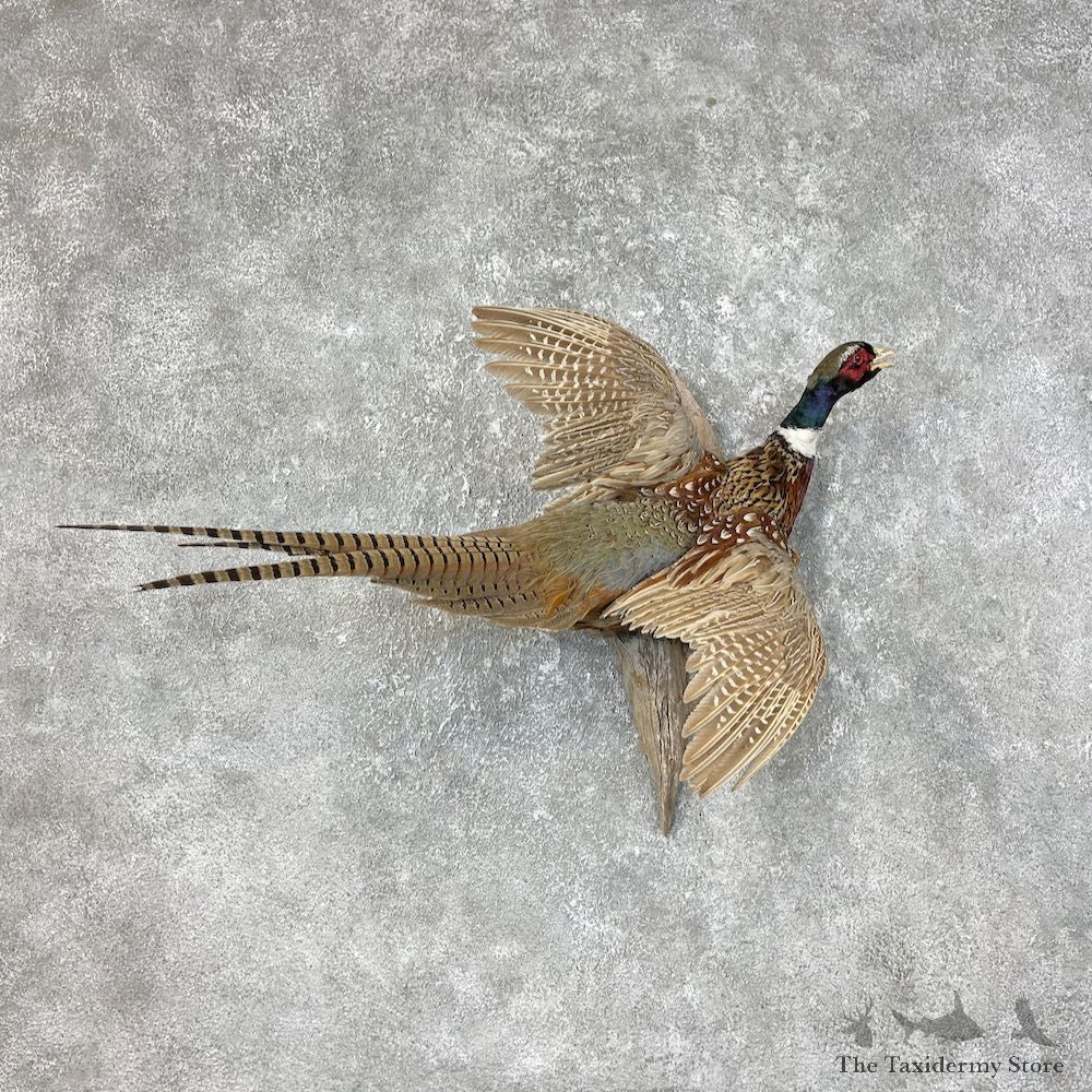 Ringneck Pheasant Bird Mount For Sale #25443 @ The Taxidermy Store