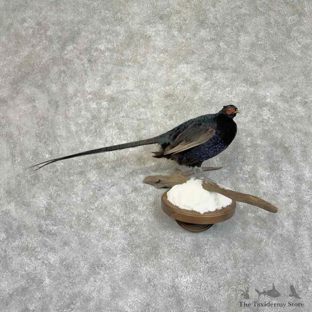 Black Pheasant Bird Mount For Sale #30559 @ The Taxidermy Store