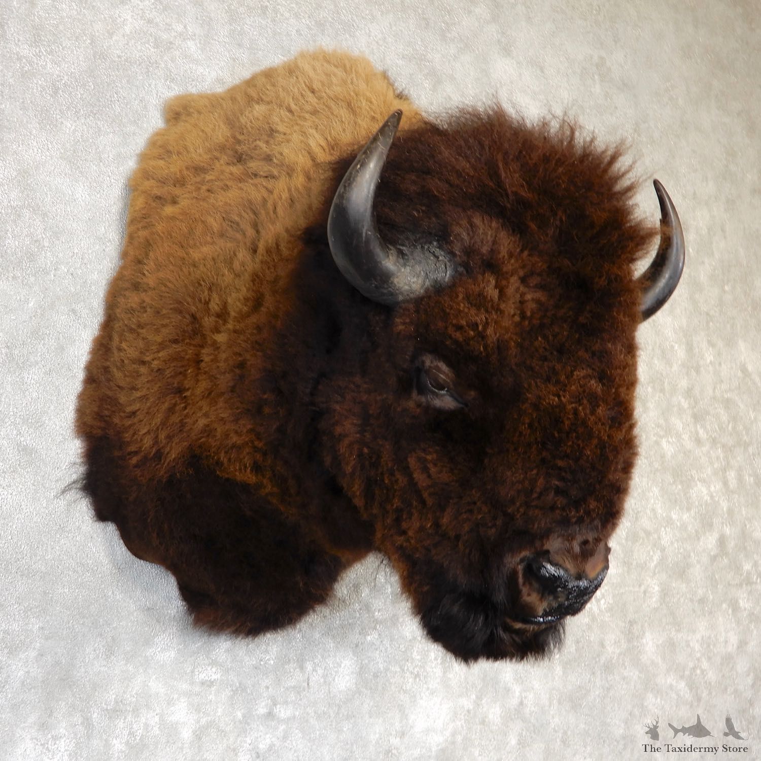 American Buffalo Shoulder Mount For Sale #19294 @ The Taxidermy Store