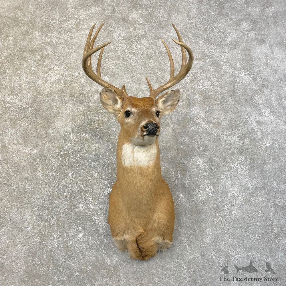 Whitetail Deer Shoulder Mount For Sale #25189 @ The Taxidermy Store