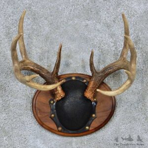 Whitetail Deer Antler Plaque Taxidermy Mount #13860 For Sale @ The Taxidermy Store