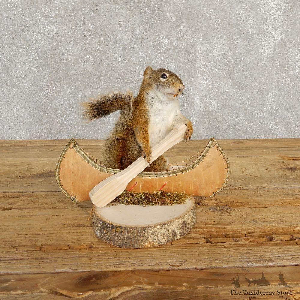 Canoe Squirrel Novelty Mount For Sale #20249 @ The Taxidermy Store