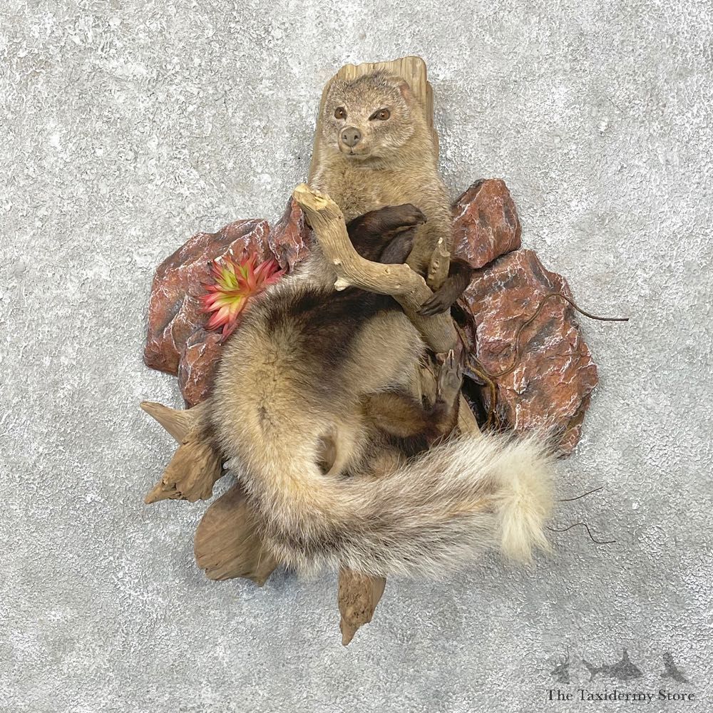 White-tailed Mongoose Life-Size Mount For Sale #24763 @ The Taxidermy Store